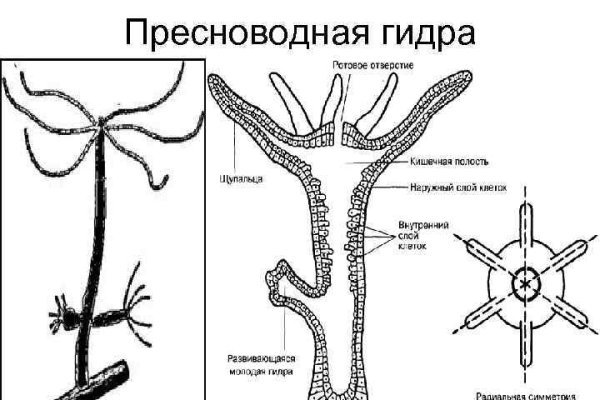 Как написать администрации даркнета кракен